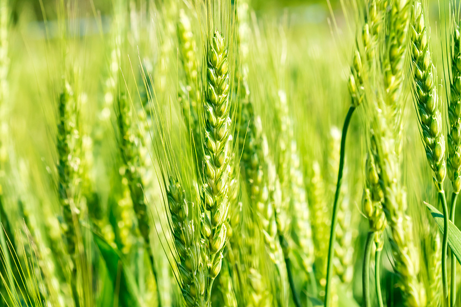 焼却は損？「食品リサイクル」に切替えて処理コストを下げる考え方